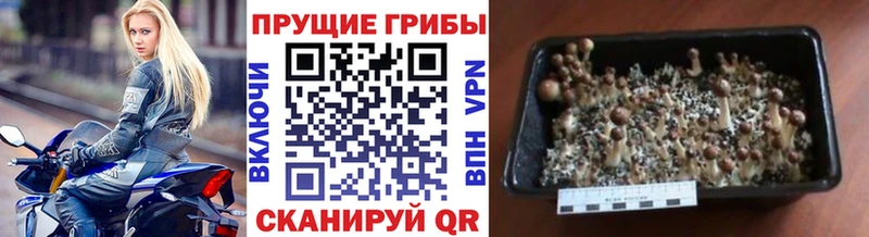 купить наркотик  Геленджик  Псилоцибиновые грибы мицелий 